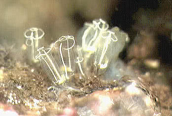Group of Clavelina lepadiformis individuals